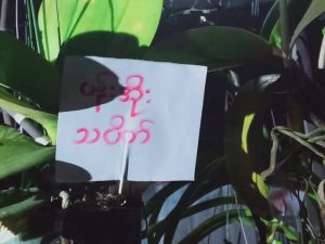မြစ်ကြီးနားမြို့တွင် စစ်အာဏာရှင်စနစ် ဆန့်ကျင်ကြောင်း ပန်းအိုးသပိတ်ပြုလုပ်
